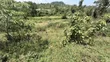Two 50x100ft Plots for Sale in Galamba - 2