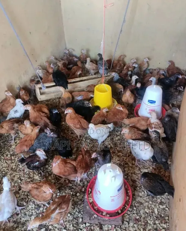 1 Month Old Brooded Kuroiler & Sasso Chicks - 1