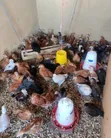 1 Month Old Brooded Kuroiler & Sasso Chicks - 1