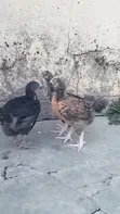 1 Month Old Brooded Kuroiler & Sasso Chicks - 2