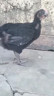 1 Month Old Brooded Kuroiler & Sasso Chicks - 3
