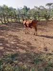 Plot for Sale in Nakwero, Kimwanyi - Kira Municipality - 2