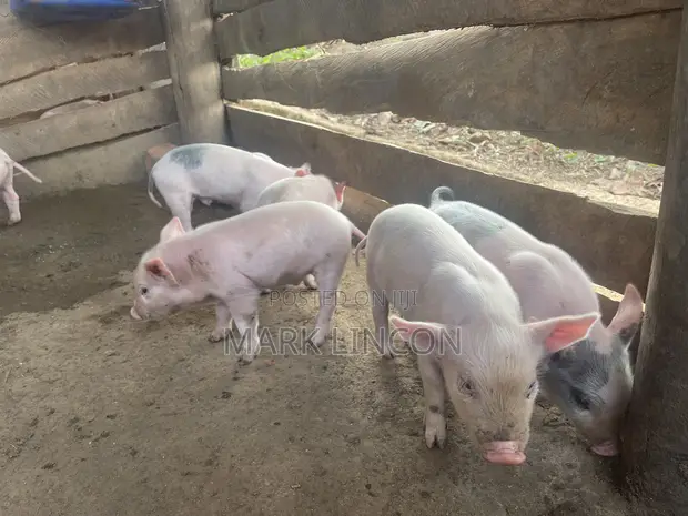 Piglets for Sale - Various Breeds - 1