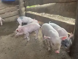 Piglets for Sale - Various Breeds