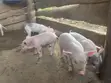 Piglets for Sale - Various Breeds - 1