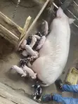 Piglets for Sale - Various Breeds - 2