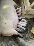 Piglets for Sale - Various Breeds - 3