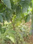 OrgaBoost Pro Organic Fertilizer - 4