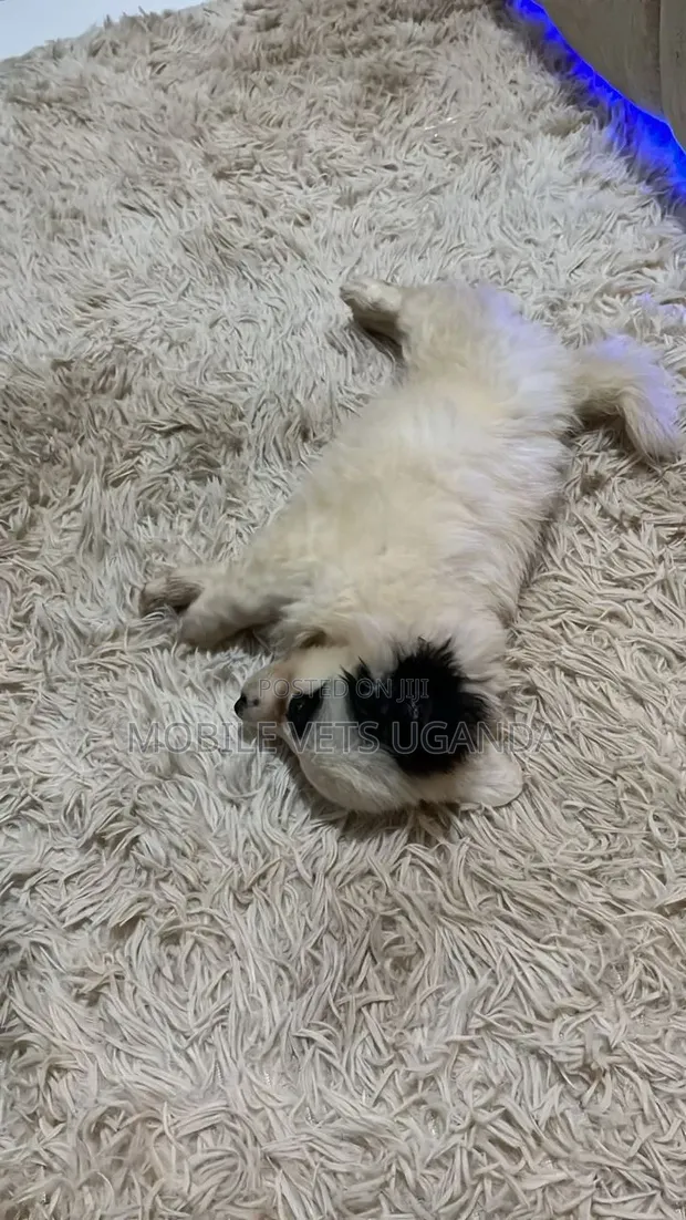 Female Japanese Spitz Puppy (1-3 Months) - 1