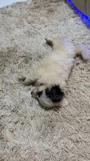 Female Japanese Spitz Puppy (1-3 Months)