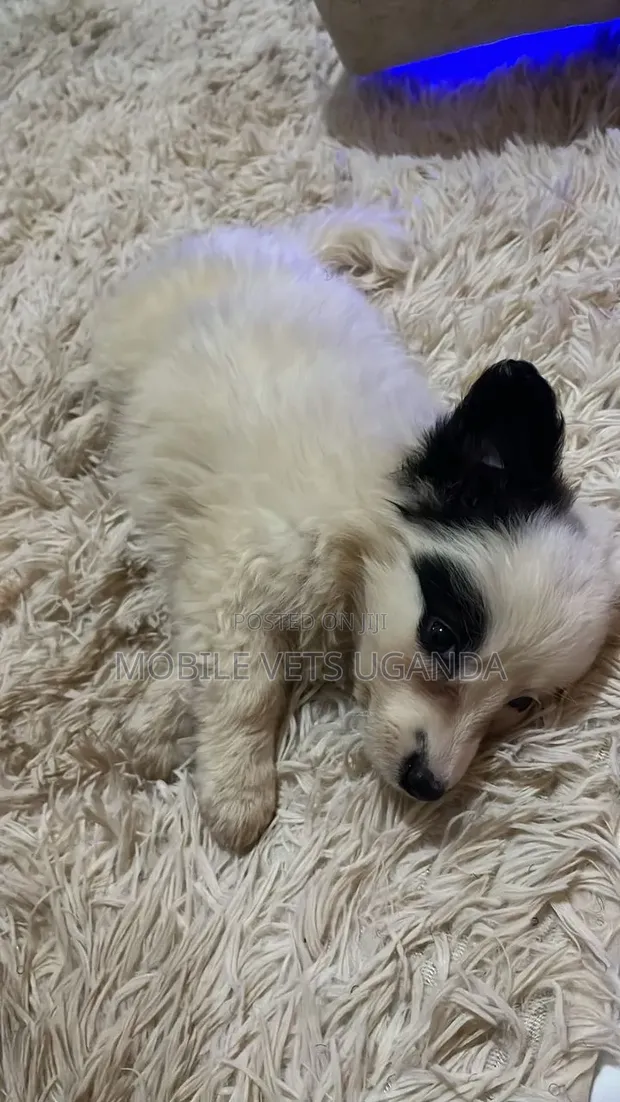 Purebred Japanese Chin Puppy - 1-3 Months Old - 1