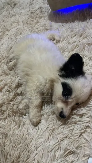 Purebred Japanese Chin Puppy - 1-3 Months Old