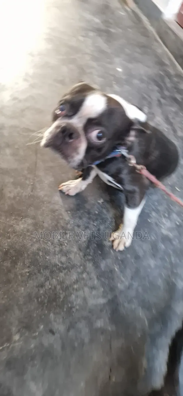 3-6 Month Male Purebred Boston Terrier - 1
