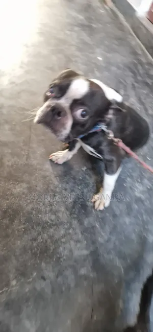 3-6 Month Male Purebred Boston Terrier