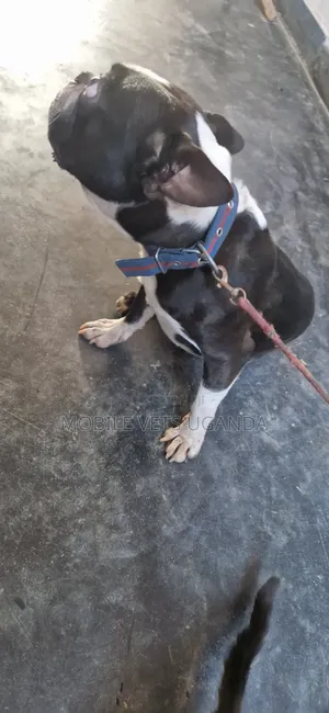 Female Purebred Boston Terrier Puppy (1-3 Months)