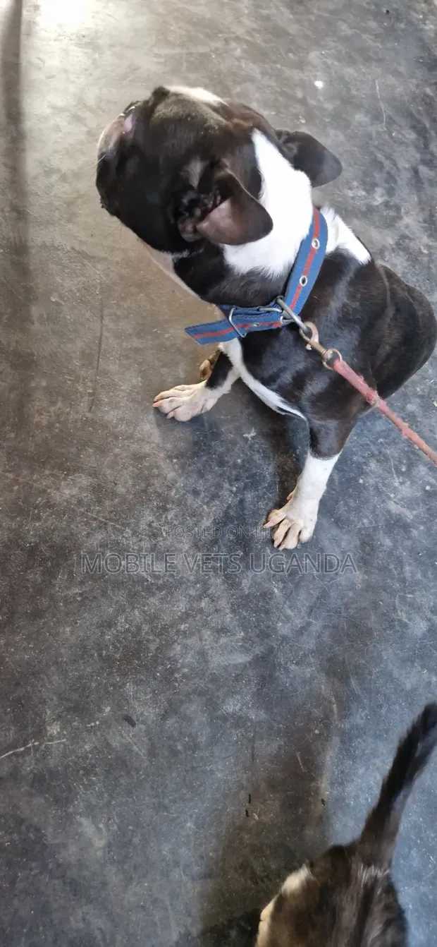Female Purebred Boston Terrier Puppy (1-3 Months) - 1