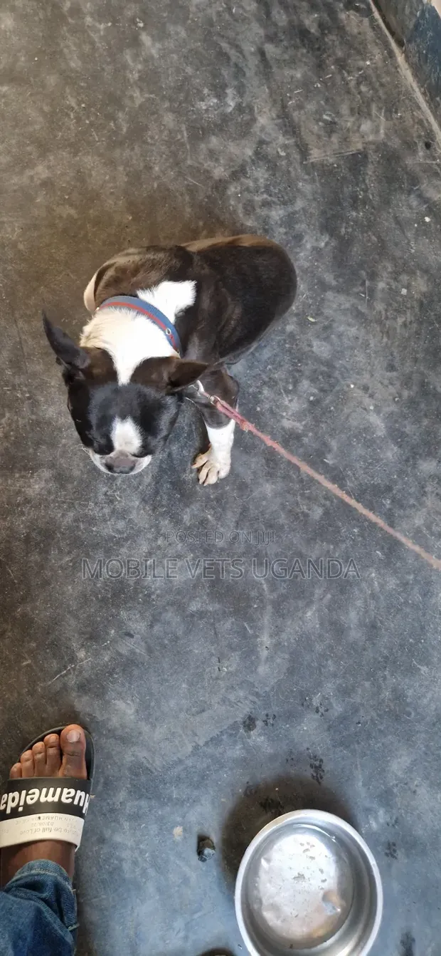 Male Boston Terrier, 6-12 Months - 1