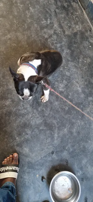Male Boston Terrier, 6-12 Months