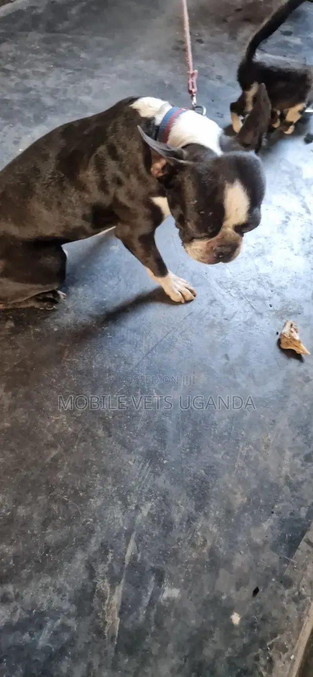 Purebred Boston Terrier Puppy - 1-3 Months Old - 1