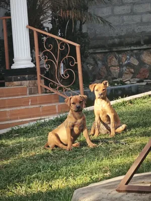Purebred Boerboel Puppy - 1-3 Months Male