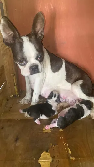 Purebred Boston Terrier Female Puppy (0-1 Month)