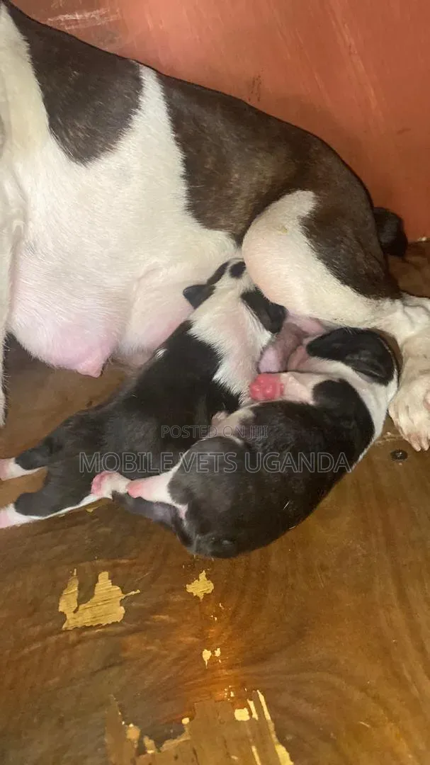Purebred Boston Terrier Puppy - 1-3 Months Old - 1