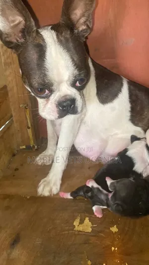 Purebred Boston Terrier - 3-6 Months Female