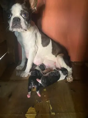Male Purebred Boston Terrier Puppy (0-1 Month)