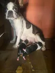 Male Purebred Boston Terrier Puppy (0-1 Month) - 1
