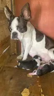 Male Purebred Boston Terrier Puppy (0-1 Month) - 2