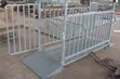 Heavy-Duty Animal Weighing Scale - 2