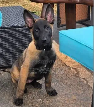 3-6 Month Male Purebred Belgian Malinois Puppy