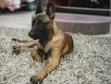 3-6 Month Male Purebred Belgian Malinois Puppy - 2
