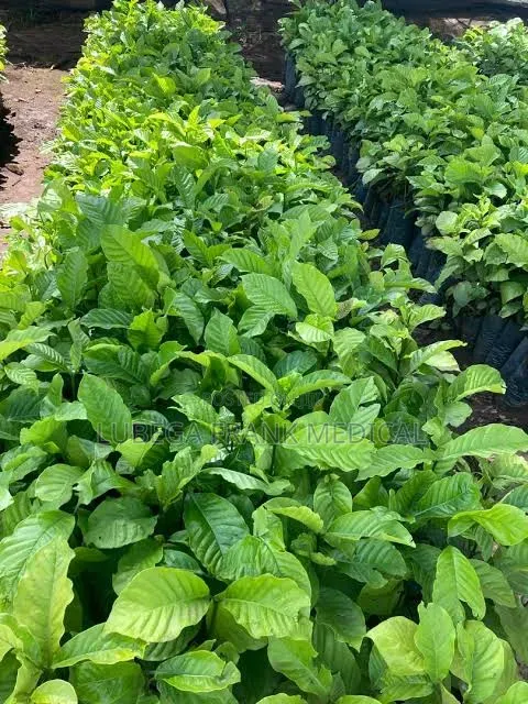 Coffee Seedlings (Clonal) - 1