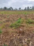 3 Acres Titled Land for Sale in Bombo Nalwana - 1