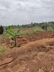 3 Acres Titled Land for Sale in Bombo Nalwana - 2
