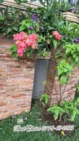 Compound Design & Landscaping Services - 4