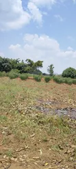 50x100ft Plot for Sale in Kamonkoli Ssekulo - 1