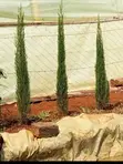 Compound Designing & Green Promotion - 1