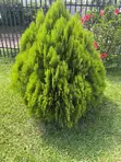 Compound Designing & Green Promotion - 4