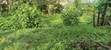 Plot of Land Milo 50x100 at Kakiri Mpegwe - 1