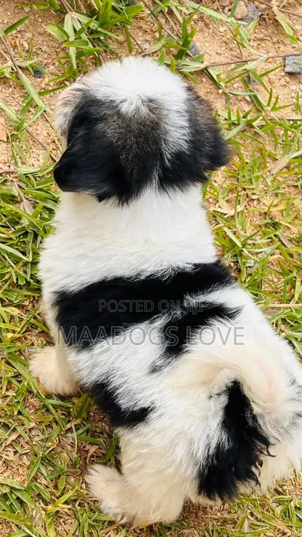 Purebred Maltese Puppies (1-3 Months) - 1