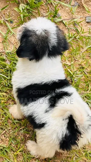 Purebred Maltese Puppies (1-3 Months)