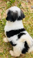 Purebred Maltese Puppies (1-3 Months) - 1