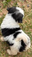 Purebred Maltese Puppies (1-3 Months) - 2
