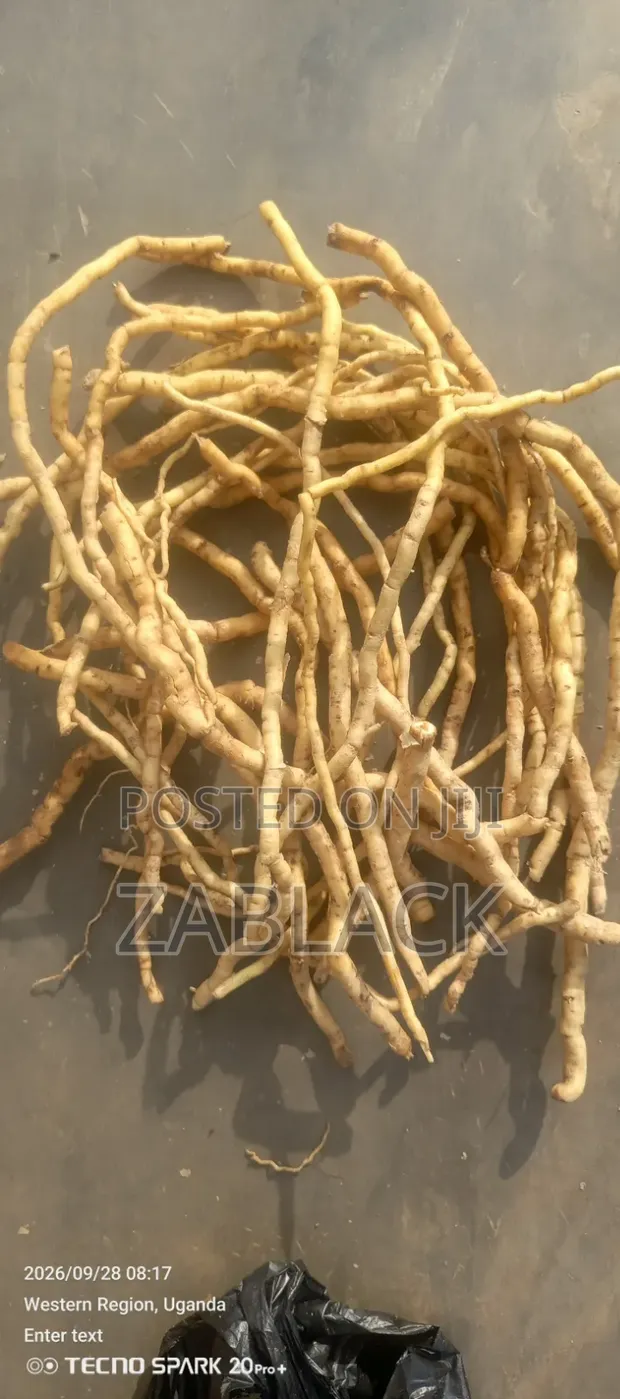 Wild Mulondo Herbal Supplement - 1