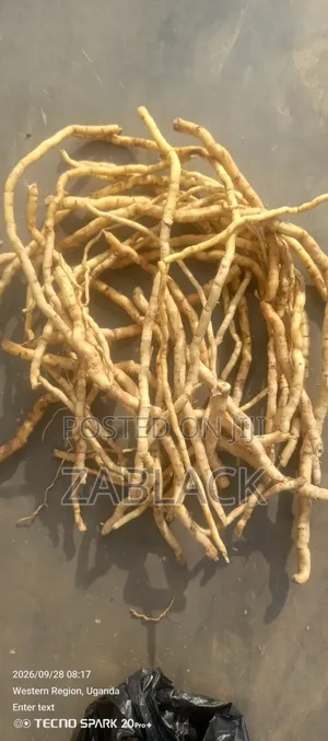 Wild Mulondo Herbal Supplement