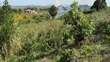 Land for Sale in Sissa, Ngogolo (100x100) - 1