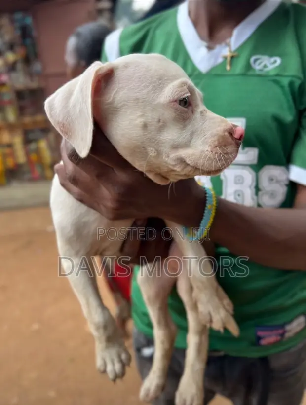 1-3 Month Male Purebred American Pit Bull Terrier Puppy - 1