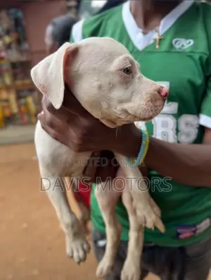1-3 Month Male Purebred American Pit Bull Terrier Puppy
